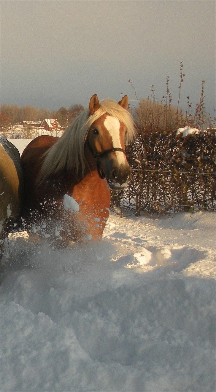 Haflinger Til minde om Sille - Nr. 3 Marcherende i sneen billede 3
