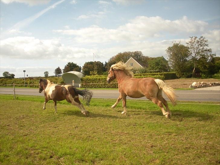 Haflinger Til minde om Sille - Nr. 5 Tordner med Montanus billede 5
