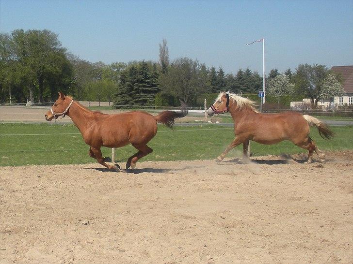 Haflinger Til minde om Sille - Nr. 6 2011 billede 6