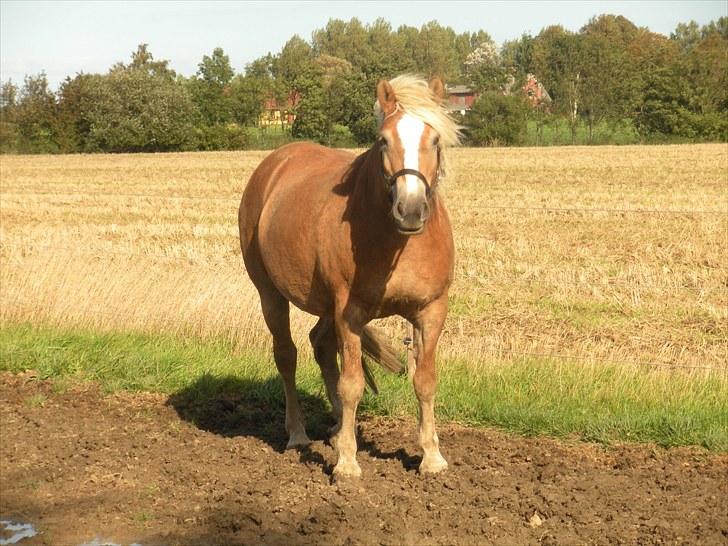 Haflinger Til minde om Sille - Nr. 7 billede 7