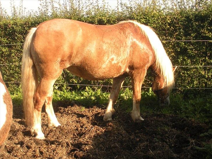 Haflinger Til minde om Sille - Nr. 8 Goldie! billede 8