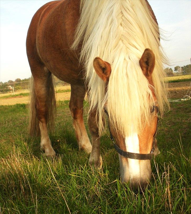 Haflinger Til minde om Sille - Nr. 9 Græs.  billede 9