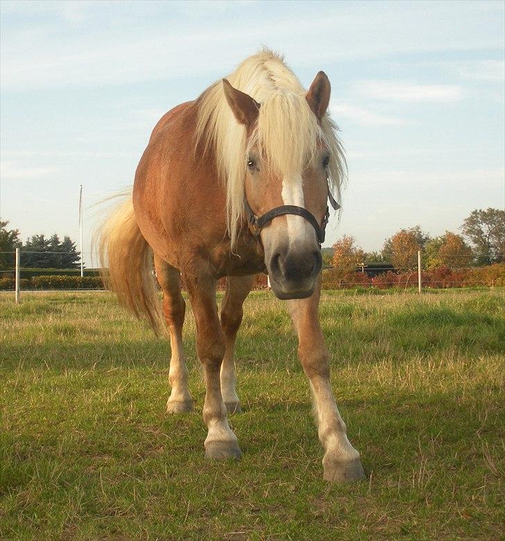 Haflinger Til minde om Sille - Nr. 10 Nysgerrig! billede 10