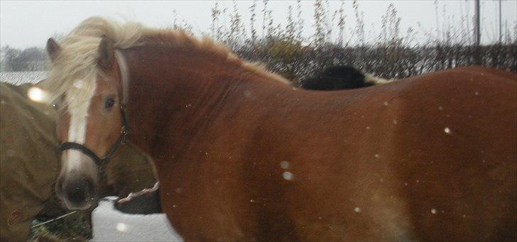 Haflinger Til minde om Sille - Nr. 11 Smukke billede 11