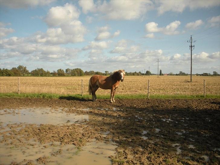 Haflinger Til minde om Sille - Nr. 13 Smukke billede 13