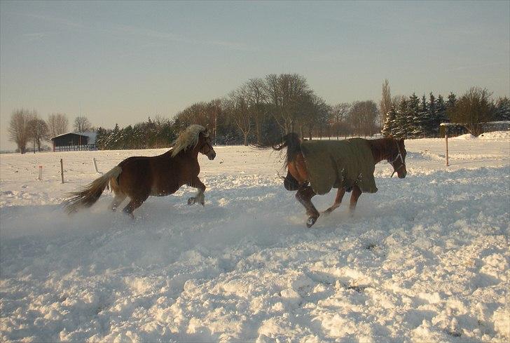 Haflinger Til minde om Sille - Nr. 14 Gang i den billede 14