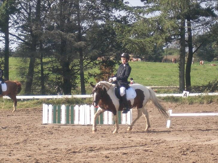 Anden særlig race Hidalgo - LB1 MGR sept 2010 billede 9