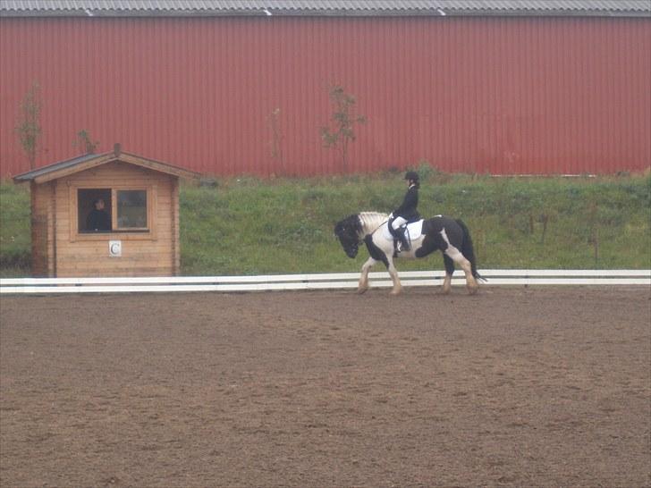 Irish Cob Katinka - LC1 på VBR billede 7