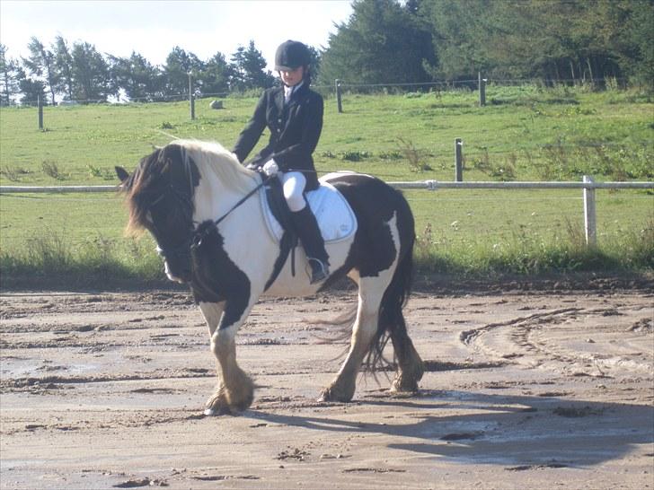 Irish Cob Katinka - LC1 på MGR billede 8