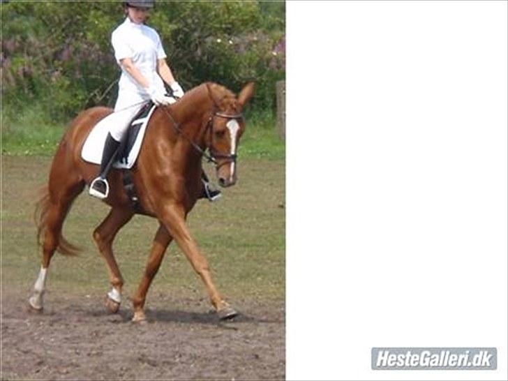 Dansk Varmblod Wald Staff billede 17
