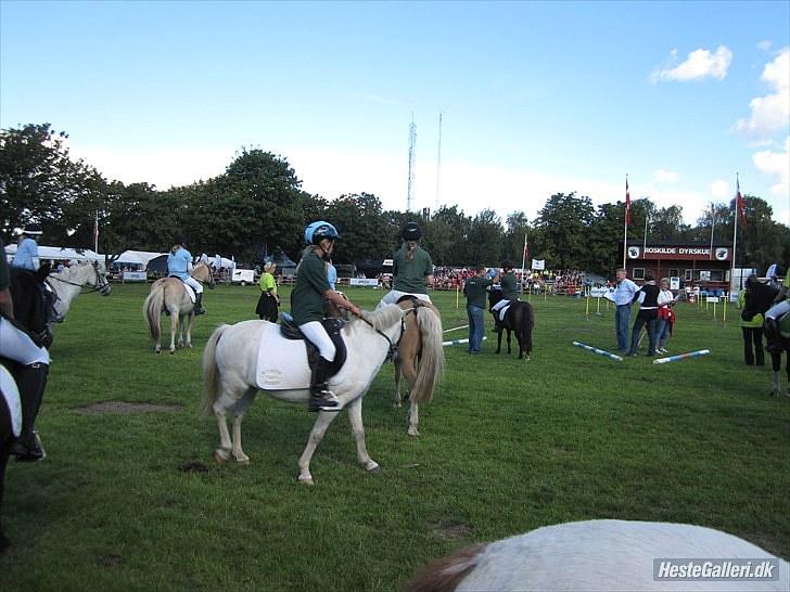 Welsh Mountain (sec A) Caramel billede 7