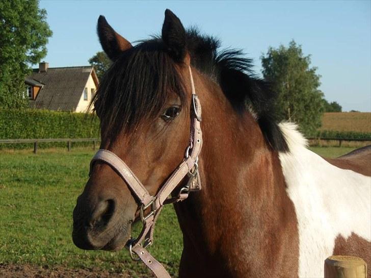 Anden særlig race Milan SOLGT - Velkommen til Milan´s profil. Giv gerne din bedømmelse og en kommentar.  billede 1