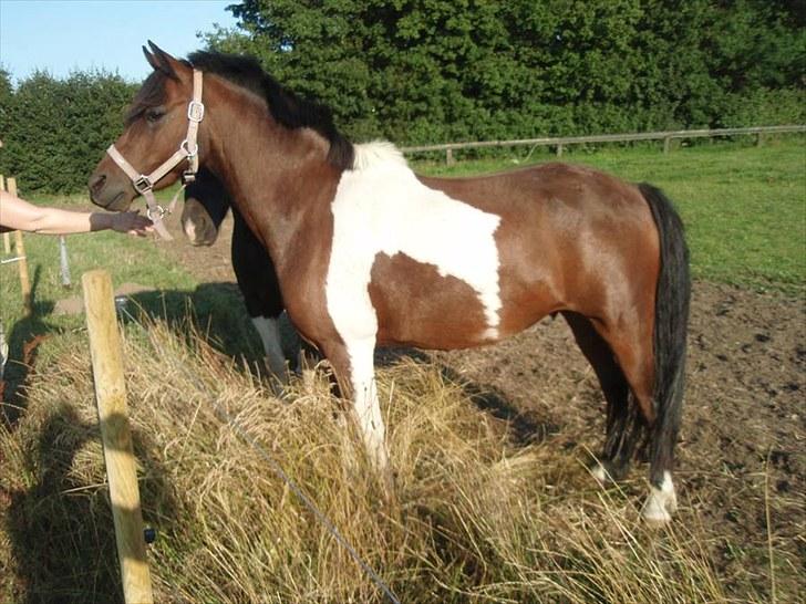 Anden særlig race Milan SOLGT billede 2