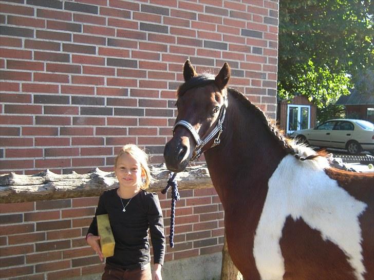 Anden særlig race Milan SOLGT billede 3