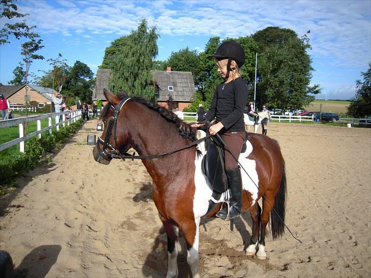 Anden særlig race Milan SOLGT billede 4