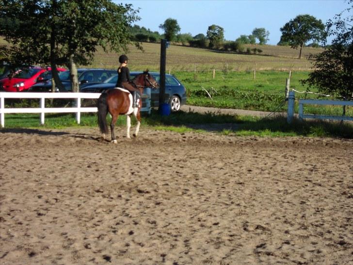 Anden særlig race Milan SOLGT billede 5