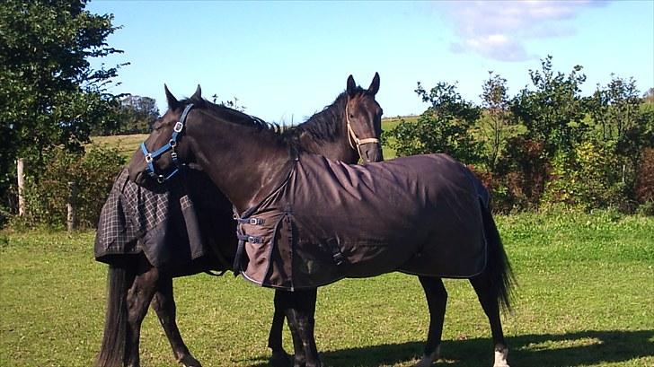 Oldenborg Bell af Vodagergård - Bell´s nye bedste ven :-) En fin oldenborg vallak :-) De hygger sig billede 15