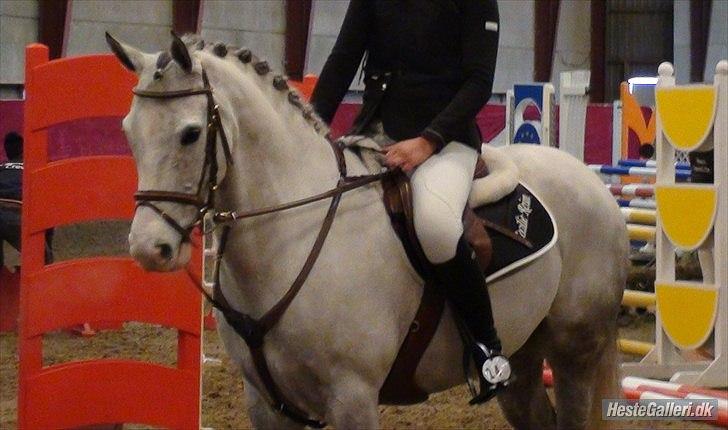 Irsk Sportspony Derrygimlas Atlantic Fox - B pony - Nummer 4 i la**finalen på capacity billede 2