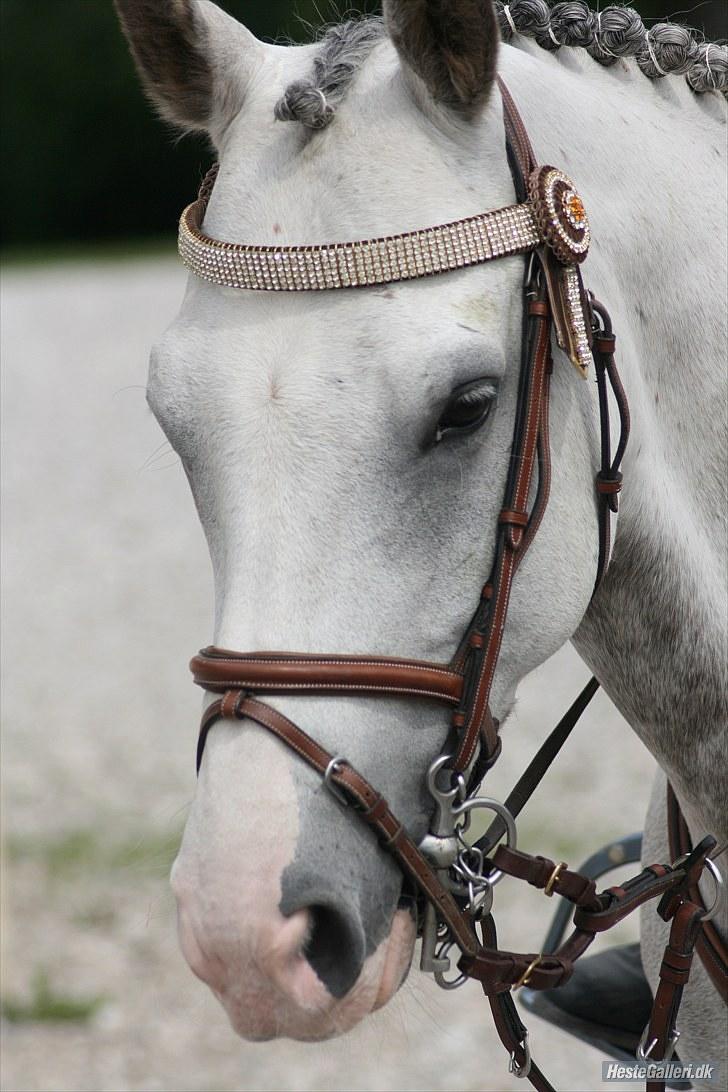 Irsk Sportspony Derrygimlas Atlantic Fox - B pony billede 3