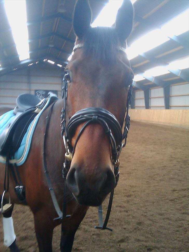 Anden særlig race Casino billede 7