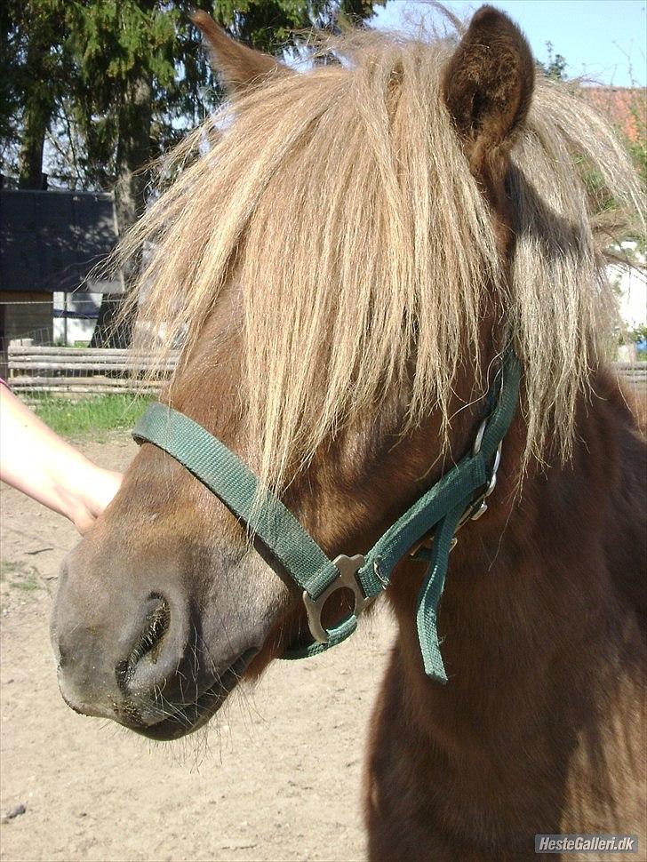 Shetlænder Frederik billede 10