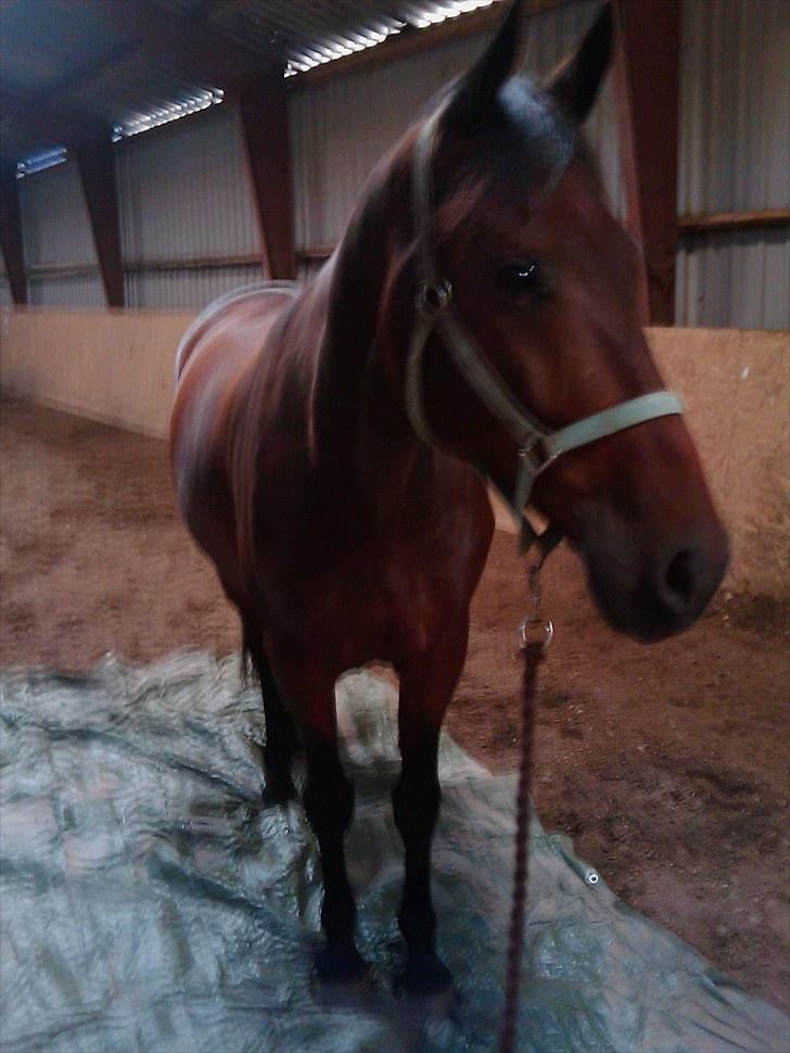 Anden særlig race Casino - det da ikke noget problem at stå på en presenning :) billede 8