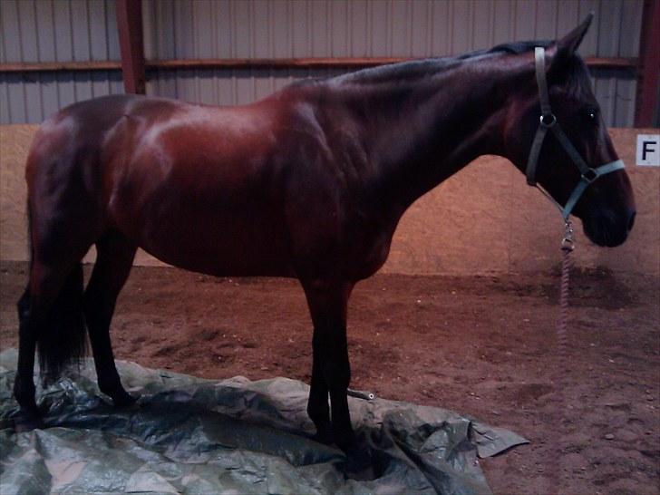 Anden særlig race Casino billede 9