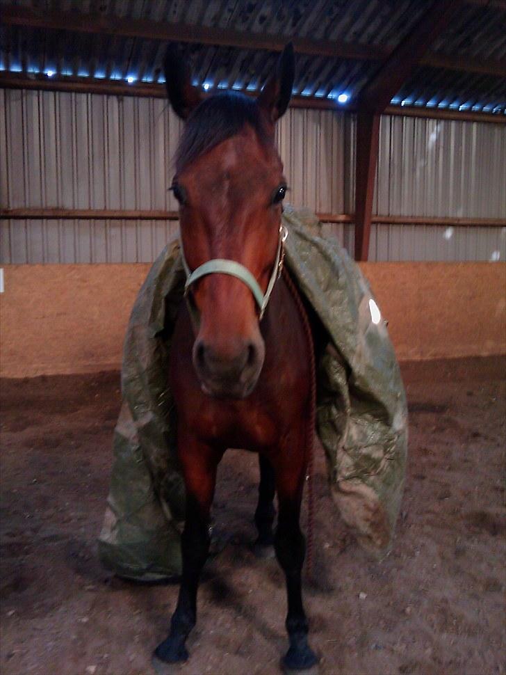 Anden særlig race Casino - Ja en presenning er ikke noget problem :) billede 10