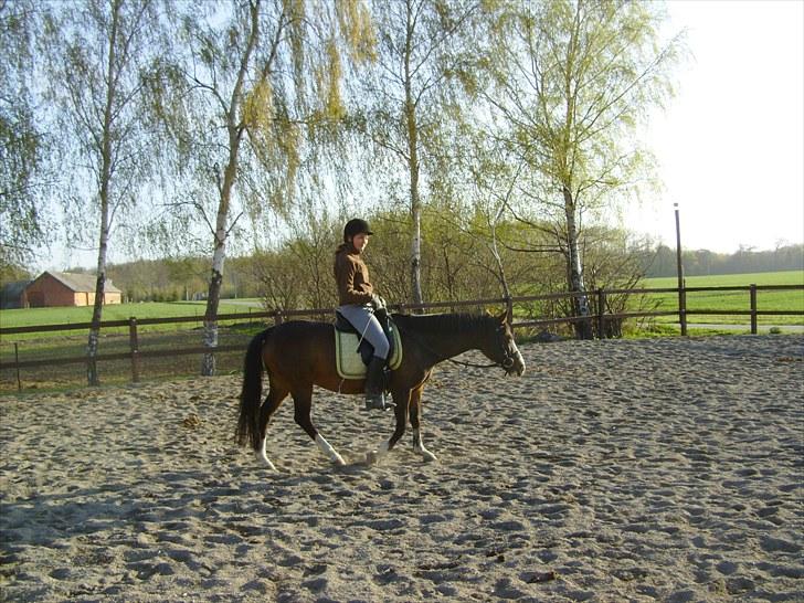 DSP Verona (Donse) billede 20