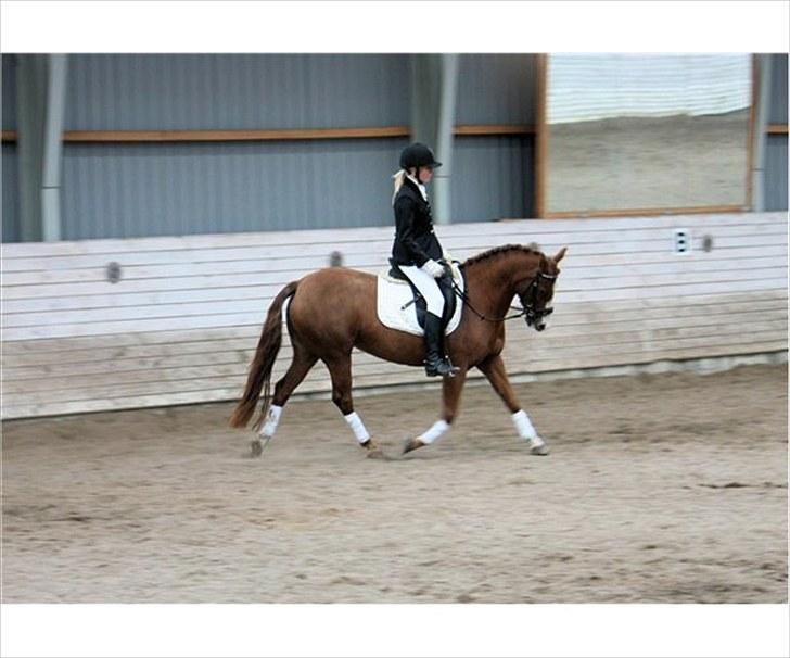 DSP Marqui - Solgt - HuHA.  billede 16