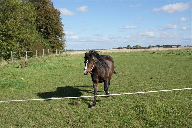 Welsh Mountain (sec A) Stald Carport's spirit billede 1