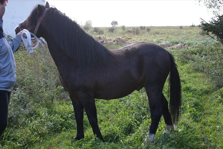 Welsh Mountain (sec A) Stald Carport's spirit billede 3