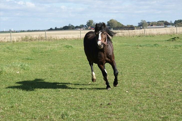 Welsh Mountain (sec A) Stald Carport's spirit billede 5