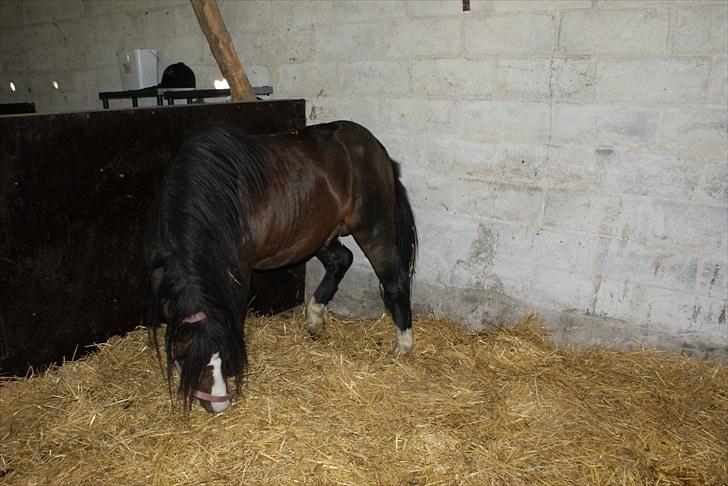 Welsh Mountain (sec A) Stald Carport's spirit - Spritten i sin nye boks billede 8