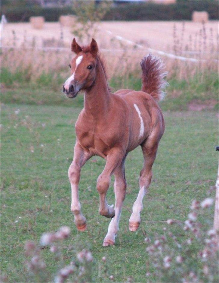 Welsh Cob (sec D) Harvest Magic Rain - foto: zanne jedig  billede 11