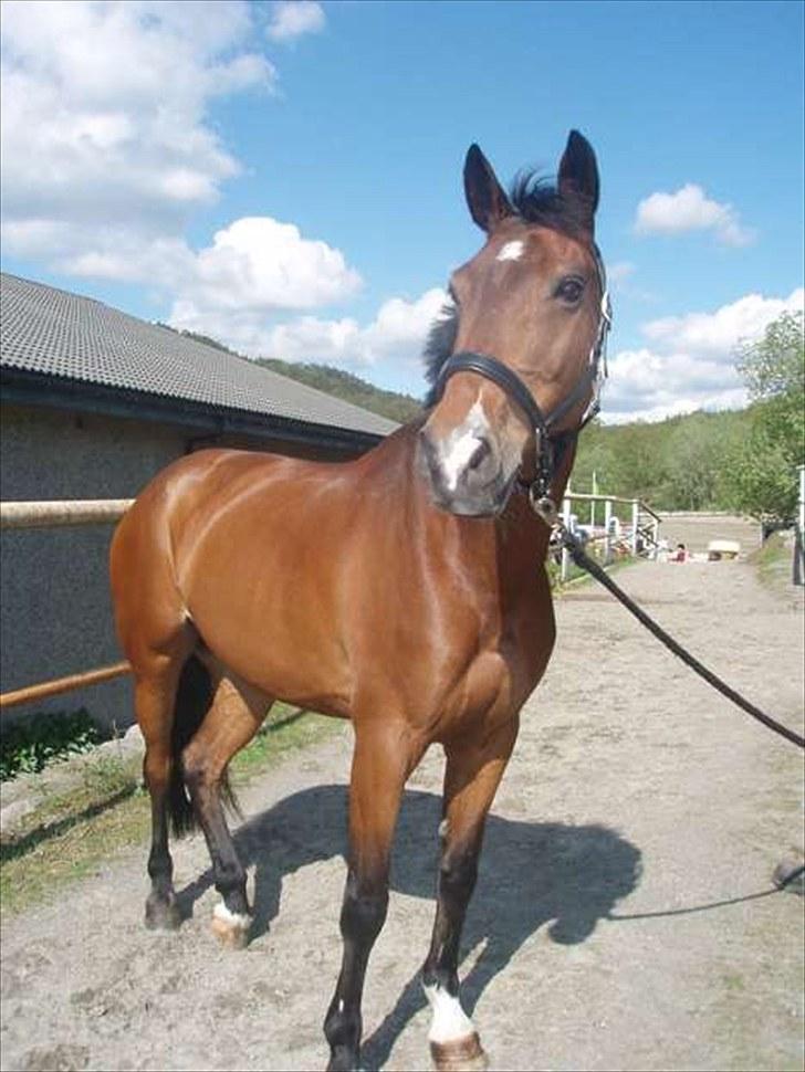 Anden særlig race Lougi  billede 2