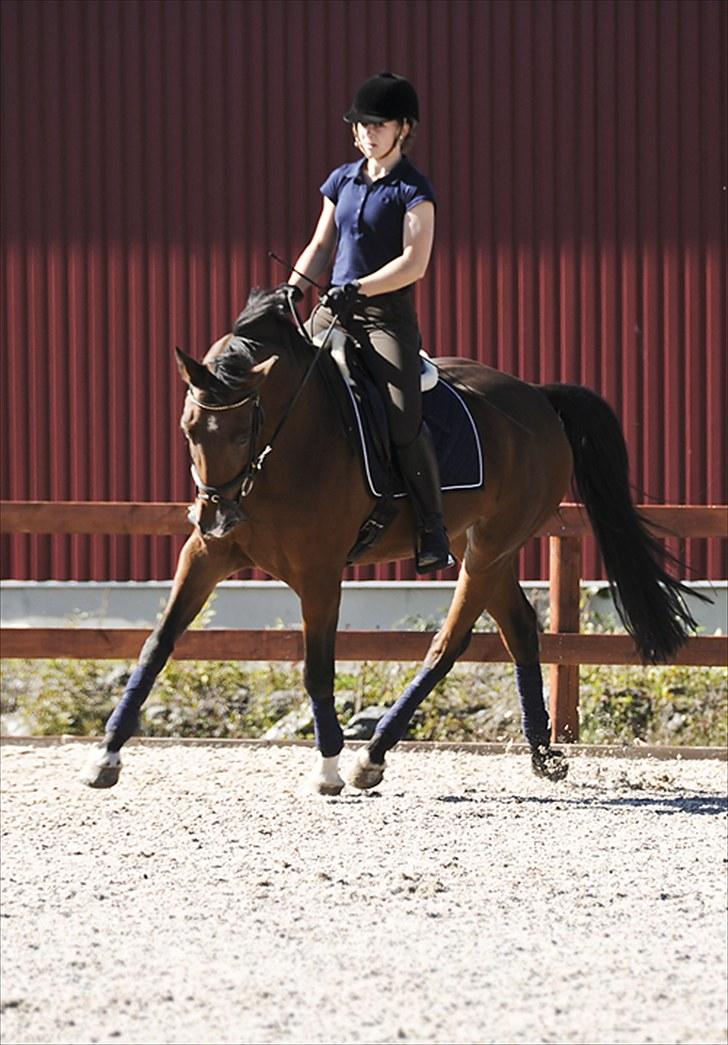 Anden særlig race Lougi  billede 3