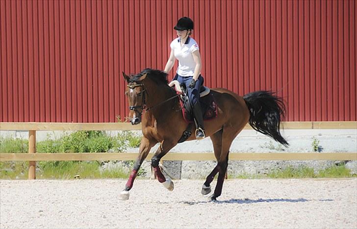 Anden særlig race Lougi  billede 8
