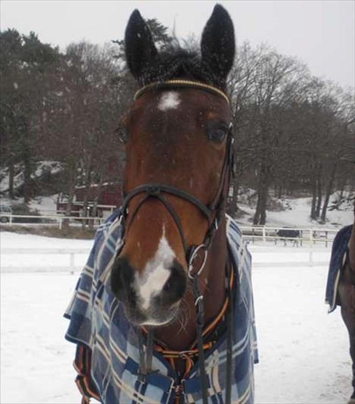 Anden særlig race Lougi  billede 11