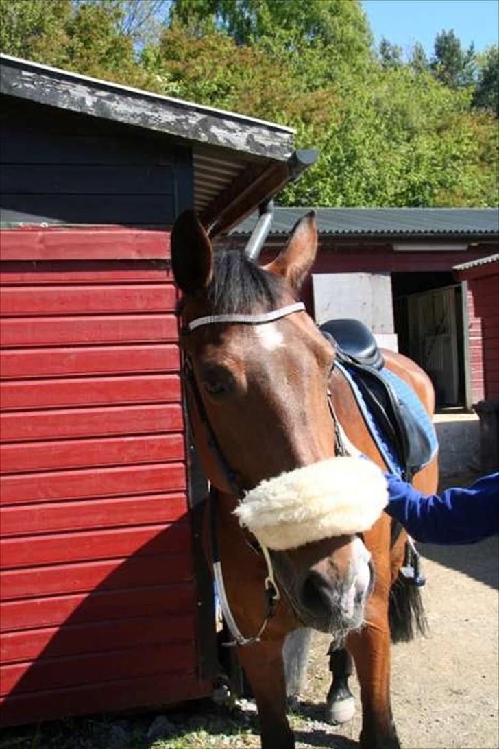 Anden særlig race Lougi  billede 12