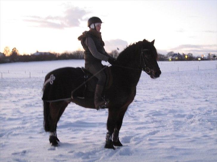 Anden særlig race l l Ponyo Chusteau [Ponyfis] - Ponyo en tur i sneen ;) December 2010 billede 9