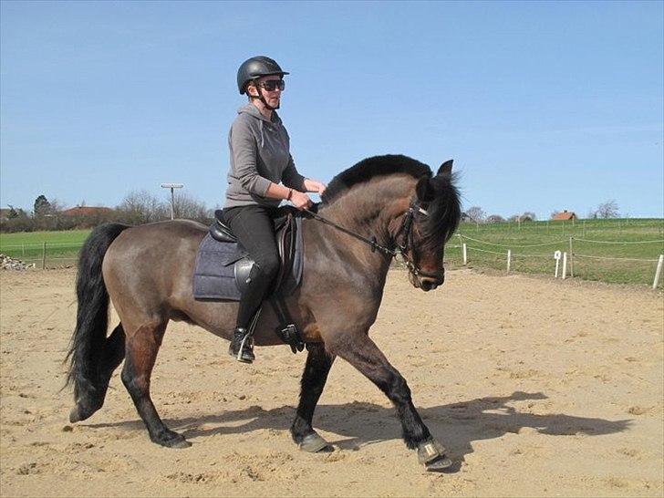 Anden særlig race l l Ponyo Chusteau [Ponyfis] - 10/4 2011. En af de første gange udenfor, nu med dressursadel. billede 10