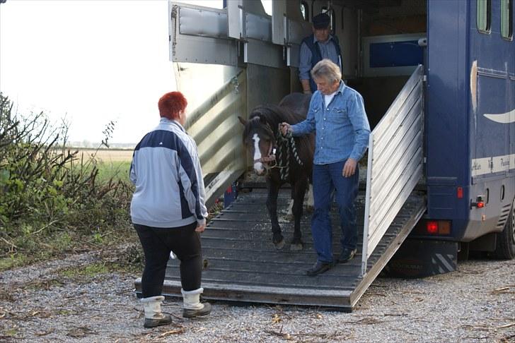 Welsh Mountain (sec A) Stald Carport's spirit - Maria tager imod spritten efter en laaaang transport billede 9