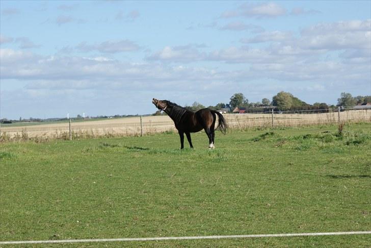 Welsh Mountain (sec A) Stald Carport's spirit billede 10