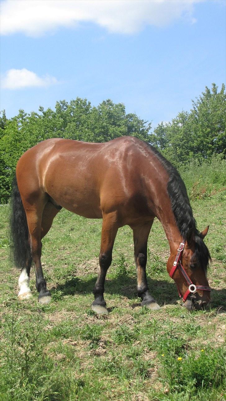 Welsh Pony af Cob-type (sec C) Horsvang'S Matador  billede 2