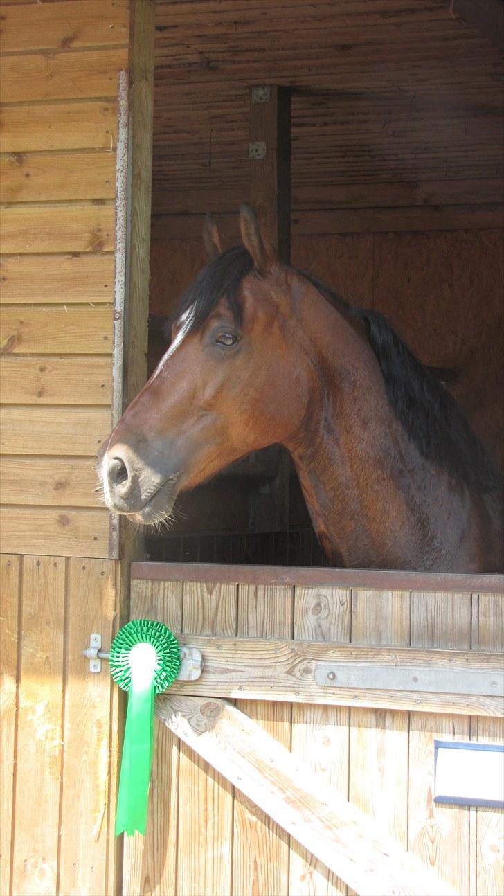 Welsh Pony af Cob-type (sec C) Horsvang'S Matador  billede 3