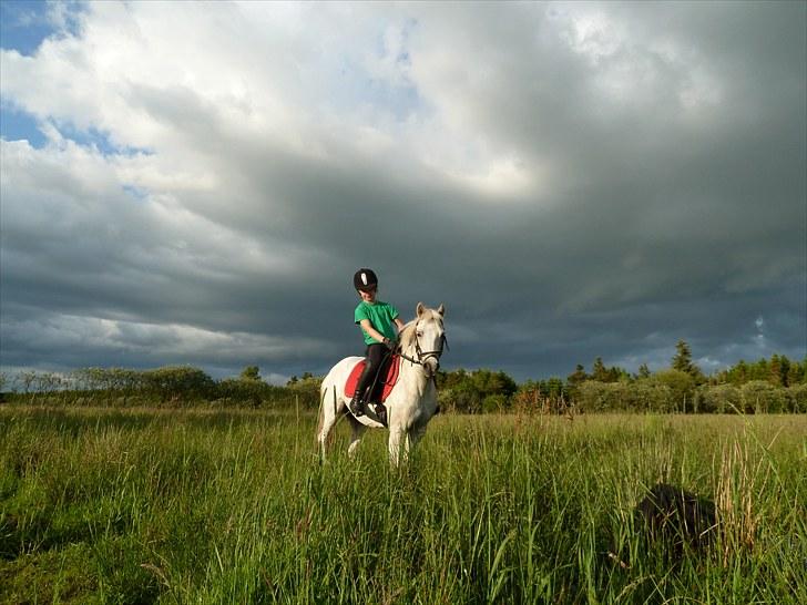 Welsh Pony (sec B) Korreborgs Figaro - flotte figaro!! billede 5