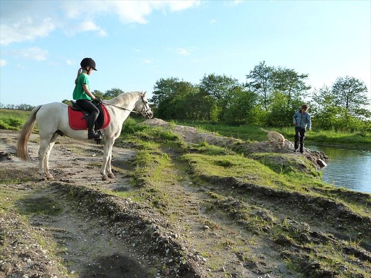 Welsh Pony (sec B) Korreborgs Figaro - hvad var det? billede 6