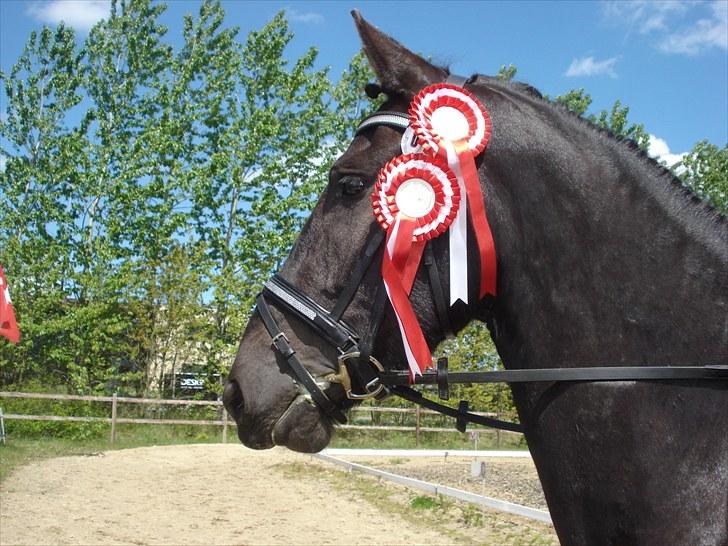 Frieser Tjoke billede 16