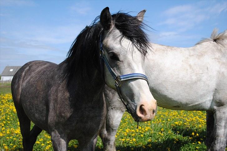 Anden særlig race Caliano *Solgt* billede 2